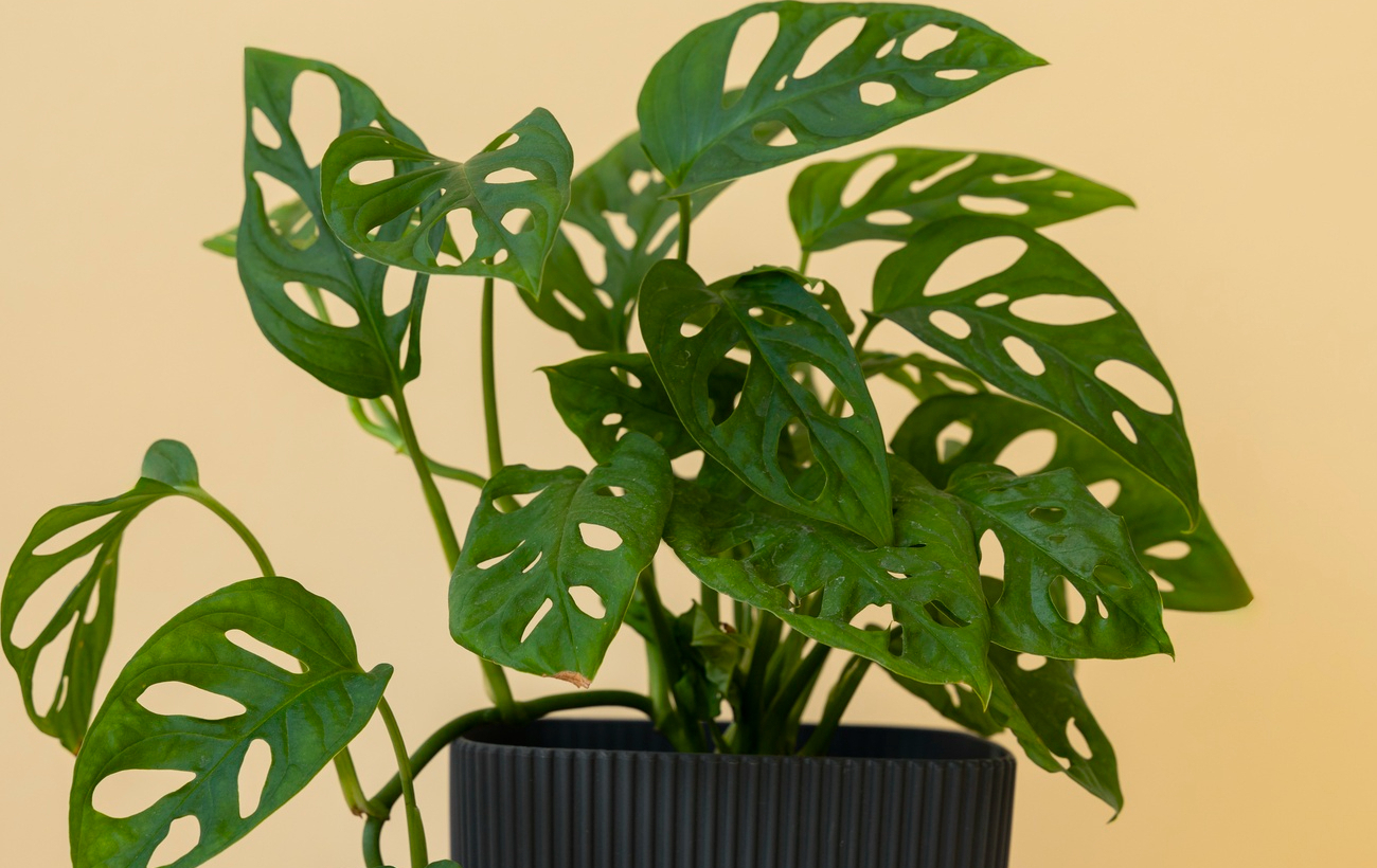 Подойдут новичкам: 7 квартирных растений, за которыми легко ухаживать